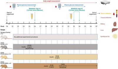 Medications Activating Tubular Fatty Acid Oxidation Enhance the Protective Effects of Roux-en-Y Gastric Bypass Surgery in a Rat Model of Early Diabetic Kidney Disease